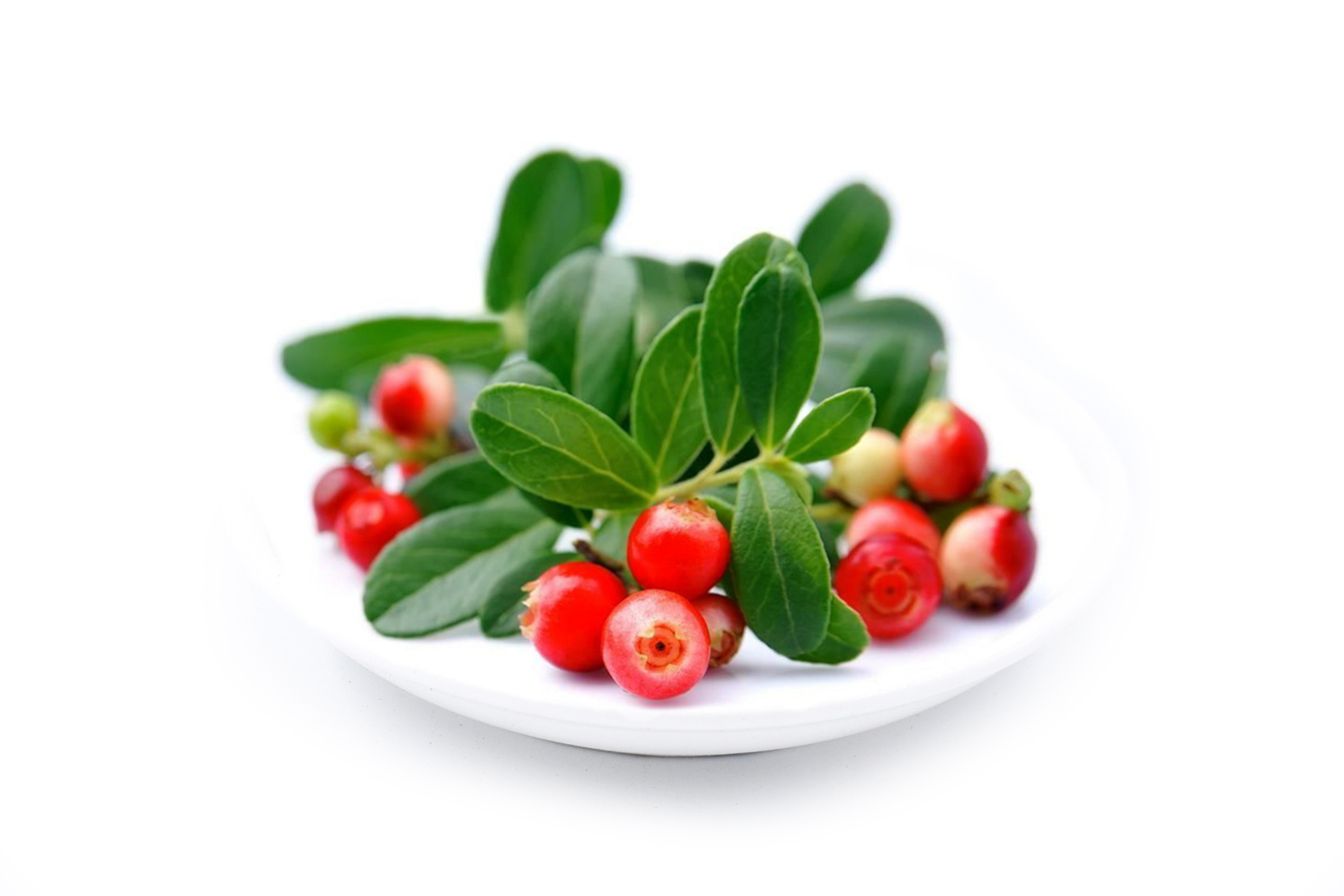 Arbutine Extract